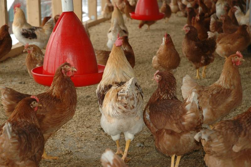 The 7 Best Solar Heat Lamps For Chicken Coops