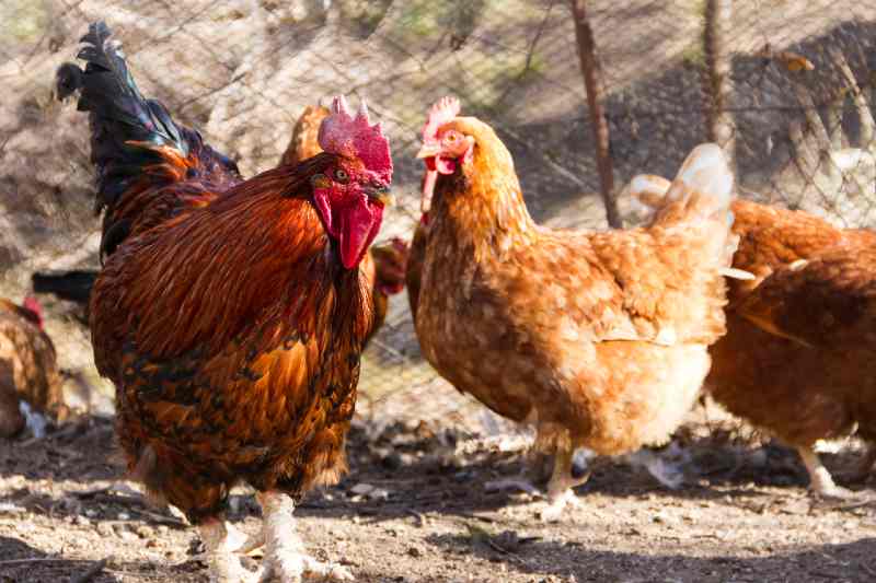 The 5 Best Solar Powered Fan For Chicken Coop
