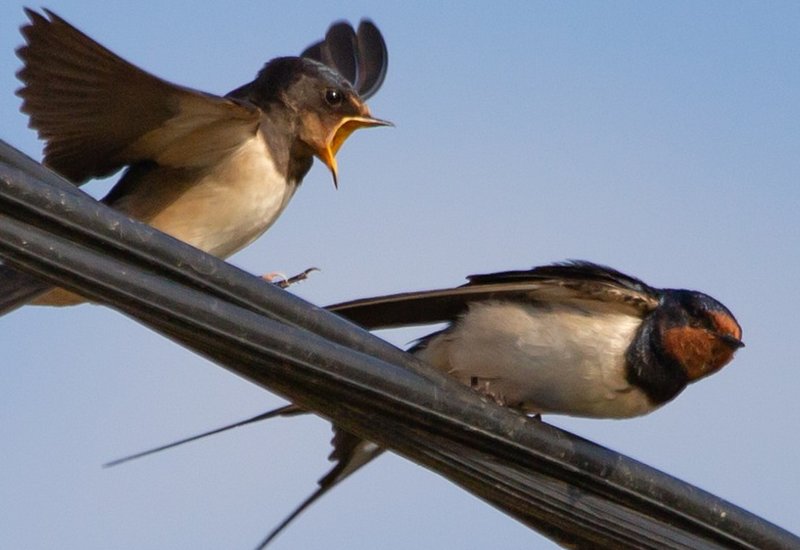 Do Solar Panels Attract Birds?